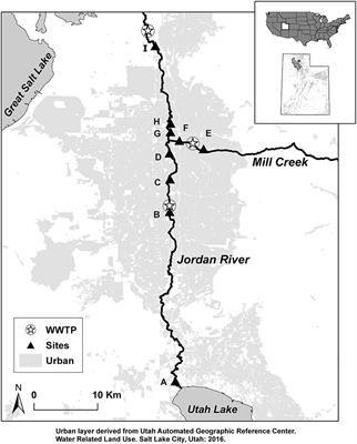 Organic Matter Is a Mixture of Terrestrial, Autochthonous, and Wastewater Effluent in an Urban River